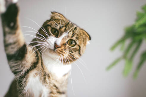 Eine süße Katze spielt mit Ornamenten an einem kleinen Weihnachtsbaum - CAVF71600