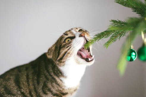 Eine süße Katze spielt mit Ornamenten an einem kleinen Weihnachtsbaum - CAVF71602