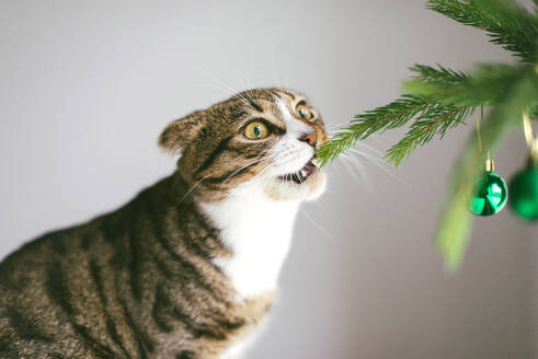 Eine süße Katze spielt mit Ornamenten an einem kleinen Weihnachtsbaum - CAVF71603