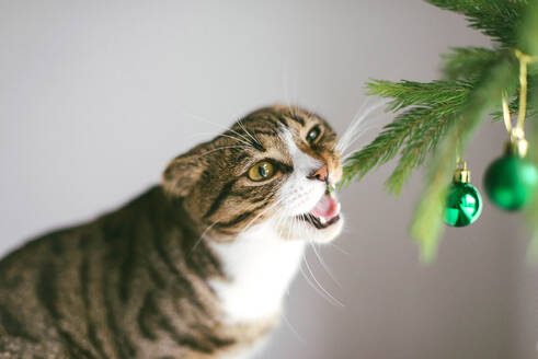 Eine süße Katze spielt mit Ornamenten an einem kleinen Weihnachtsbaum - CAVF71605