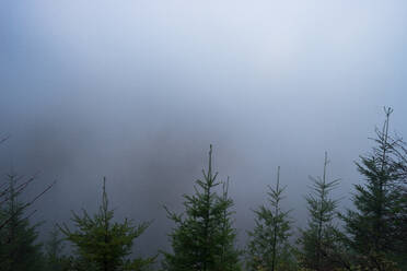 Ein Wald aus Kiefern - CAVF71614