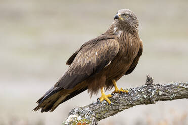 Schwarzmilan Milvus migrans, León, Spanien - CAVF71617