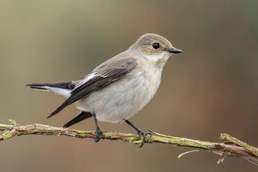 Fliegenschnäpper (Ficedula hypoleuca) mit Wintergefieder auf seiner Sitzstange sitzend - CAVF71618