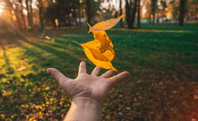 Man throws autumn leaves in the park - CAVF71686