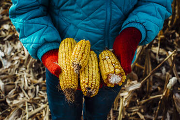 Dried Corn Ears Held in Red Mittened Hands in Michigan - CAVF71688