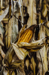 Ear of Ripend Field Corn in a Corn Field in Southern Michigan - CAVF71692