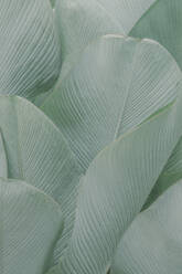Close up green palm leaves texture - CAVF71739