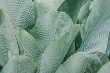 Green tropical palm leaves texture background - CAVF71740