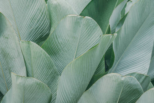 Grüne tropische Palmenblätter Textur Hintergrund - CAVF71740