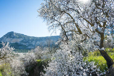Mandelbaumlandschaft in Cuevas Bajas, Malaga, Spanien - CAVF71805