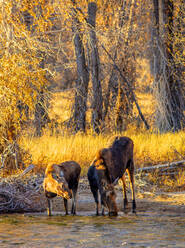 Elchmutter und Kalb trinken außerhalb des Yellowstone-Parks - CAVF71830