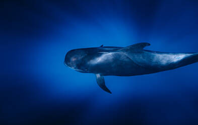 Whale diving through the rays of light in the ocean - CAVF71866