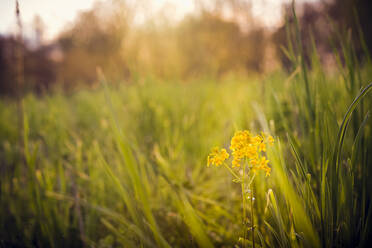 Eine einzelne gelbe Wildblume in einem Grasfeld - CAVF71885