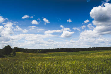 A Grass Prairie and Corn Field on a Summer Day in Michigan - CAVF71889