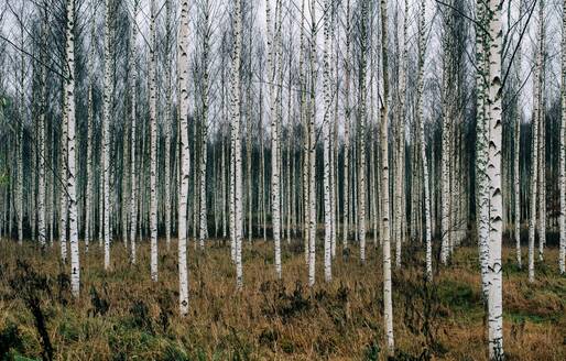 Wald mit Silberbirken in Schweden im Winter - CAVF71949