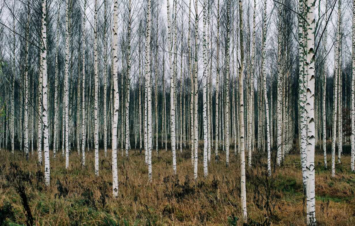 Forest of Silver Birch trees in Sweden in winter stock photo