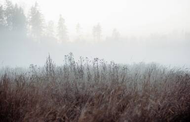 Nebelverhangene Bäume und Pflanzen auf einer Wiese auf dem Lande - CAVF71963