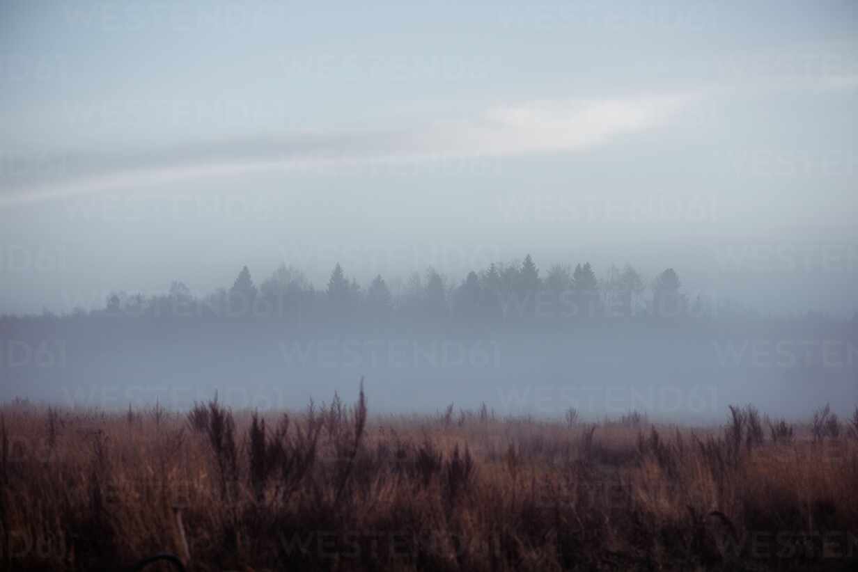 Mit Frost und Nebel bedeckte Wiese und Wald bei Sonnenuntergang im Winter,  lizenzfreies Stockfoto
