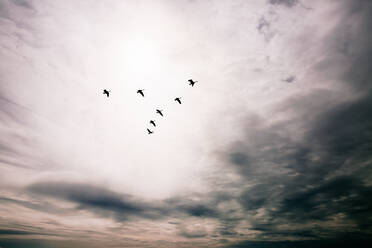 Geese in flight with purple clouds - CAVF72040