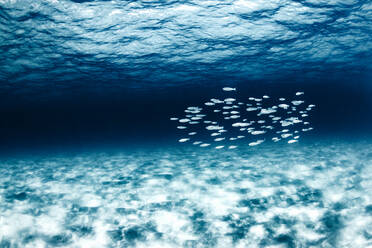 Fische im klaren Wasser eines Strandes auf den Kanarischen Inseln - CAVF72090