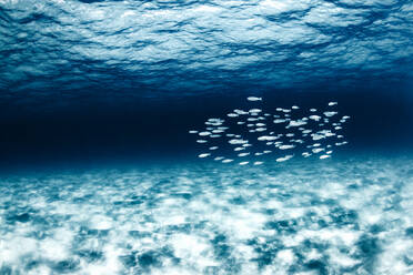 Fish in the clear waters of a beach in the Canary Islands - CAVF72090