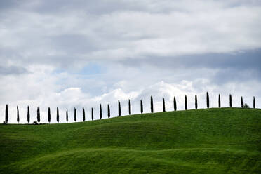 Tuscan landscape, rolling hills, wheat fields and cypress trees, Italy - CAVF72144