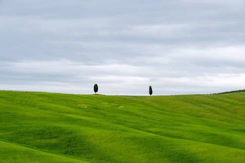 Hügellandschaft mit Weizenfeldern und Zypressen, Val d'Orcia, Toskana, Italien - CAVF72145