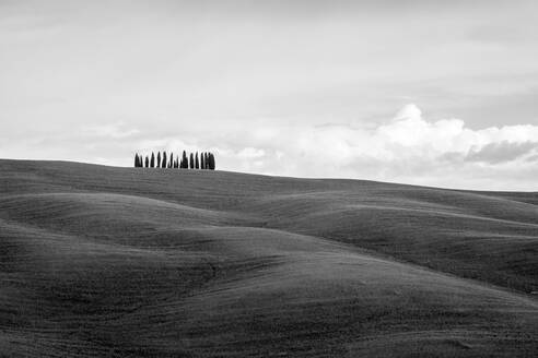 Hügellandschaft mit Weizenfeldern und Zypressen, Val d'Orcia, Toskana, Italien - CAVF72146