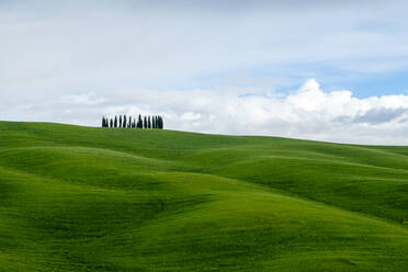 Rolling hills with wheat fields and cypress trees, Val d'Orcia, Tuscany, Italy - CAVF72149