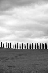 Zypressenreihen im Agritourismo di Poggio Covili, Val d'Orcia, Toskana - CAVF72155