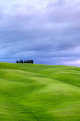 Hügellandschaft mit Weizenfeldern und Zypressen, Val d'Orcia, Toskana, Italien - CAVF72159