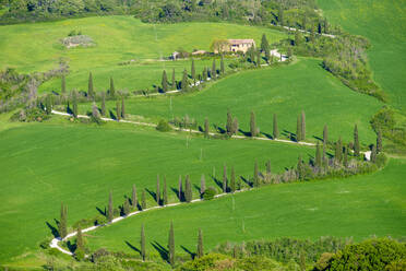 Tuscan landscape winding road lined with cypress trees, Val d'Orcia, T - CAVF72164