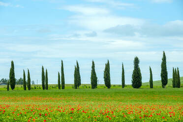 Zypressen und rote Mohnblumen auf einem Feld, Val d'Orcia, Toskana, Italien - CAVF72166