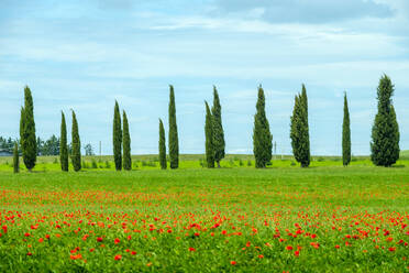 Zypressen und rote Mohnblumen auf einem Feld, Val d'Orcia, Toskana, Italien - CAVF72167