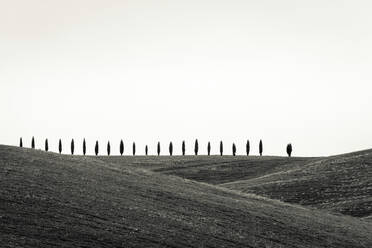 Rolling hills with wheat fields and cypress trees, Val d'Orcia, Tuscany, Italy - CAVF72170