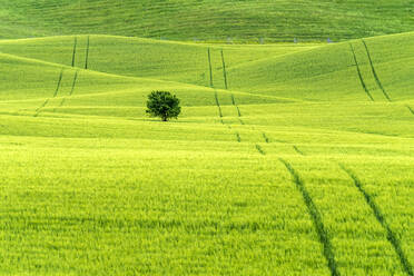 Bäume und sanfte Hügel mit Weizenfeldern, Val d'Orcia, Toskana, Italien - CAVF72171