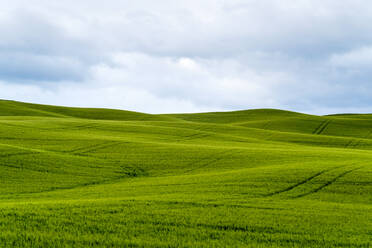 Rolling hills with wheat fields, Val d'Orcia, Tuscany, Italy - CAVF72173