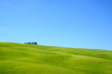 Hügellandschaft mit Weizenfeldern und Zypressen, Val d'Orcia, Toskana, Italien - CAVF72178