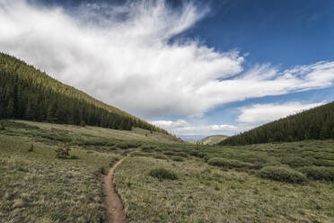 Landschaft in der Buffalo Peaks Wilderness - CAVF72245