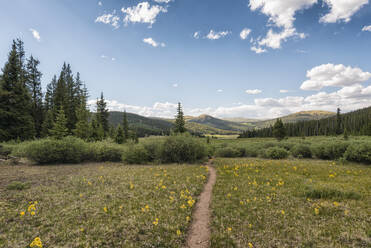 Wanderweg in der Buffalo Peaks Wilderness - CAVF72250