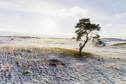 Einsamer Baum im gefrorenen Feld, lizenzfreies Stockfoto