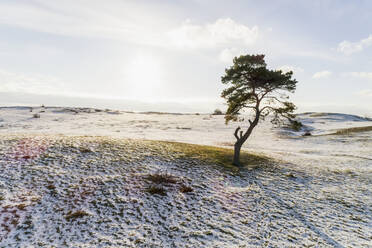 Einsamer Baum im gefrorenen Feld - JOHF05036