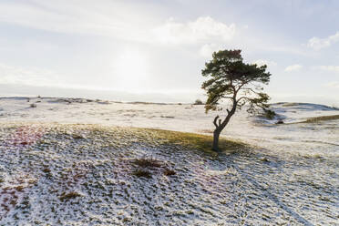 Lone tree in frozen field - JOHF05036