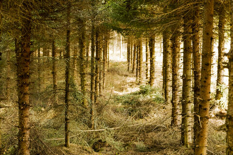 Bäume im Wald, lizenzfreies Stockfoto