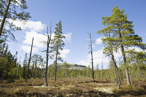 Lichter Wald - JOHF05049