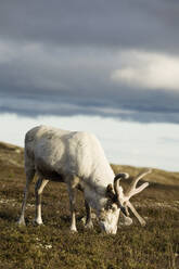 Reindeer grazing - JOHF05061