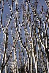 Bare branches against blue sky - JOHF05104