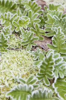 Frost auf grünen Blättern - JOHF05113