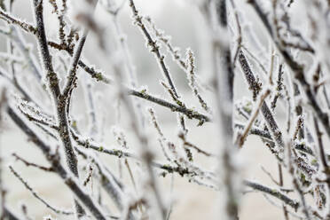 Frost on bush - JOHF05114