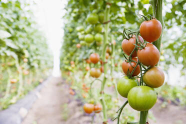 Tomaten wachsen im Garten - JOHF05184